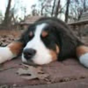 Meet your Posher, Hawk